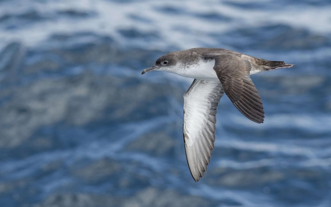 Reducing the disturbance of the Balearic Shearwater in periods of interbreeding presence