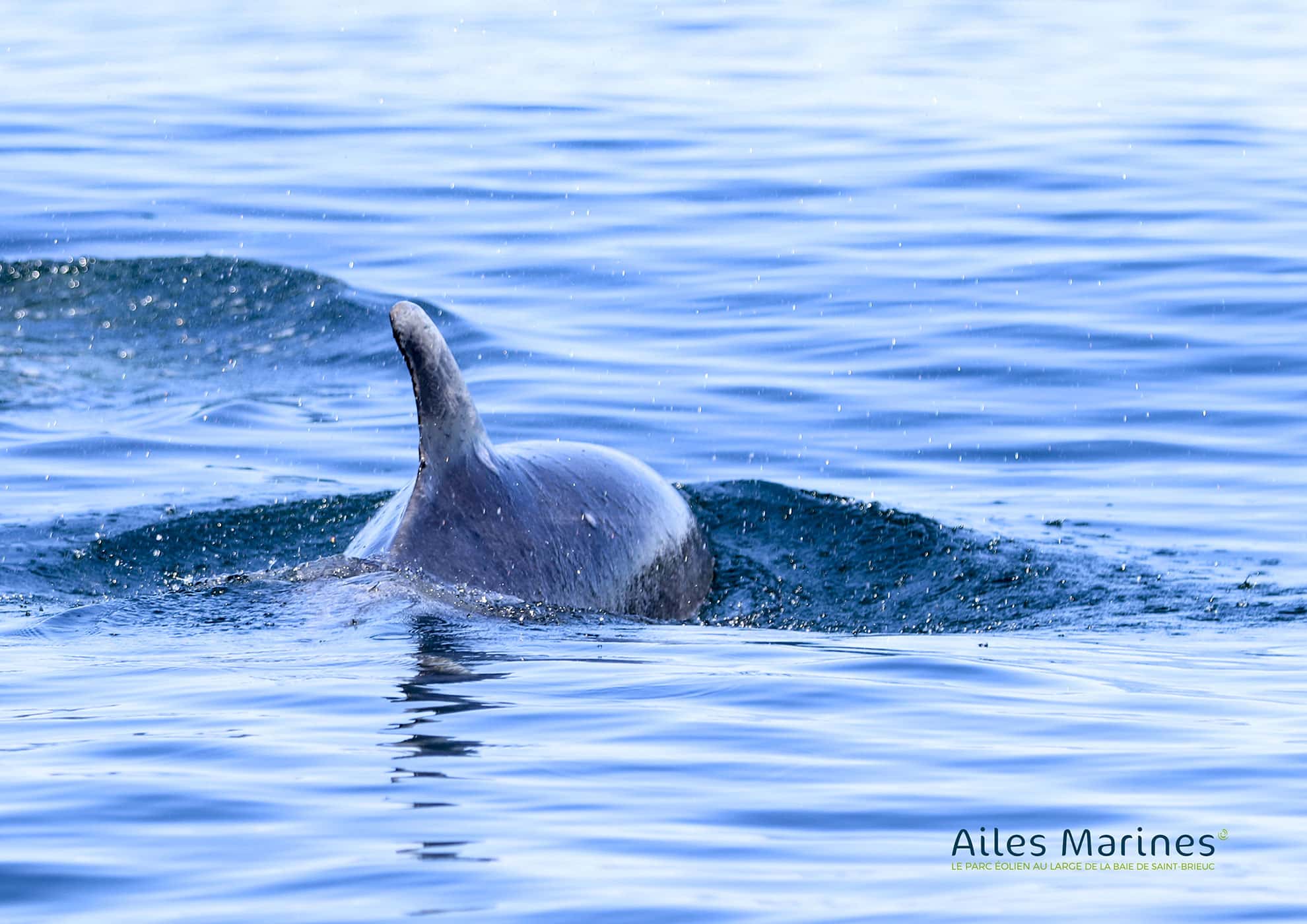ailes-marines-sea-dolphin-backed dolphin