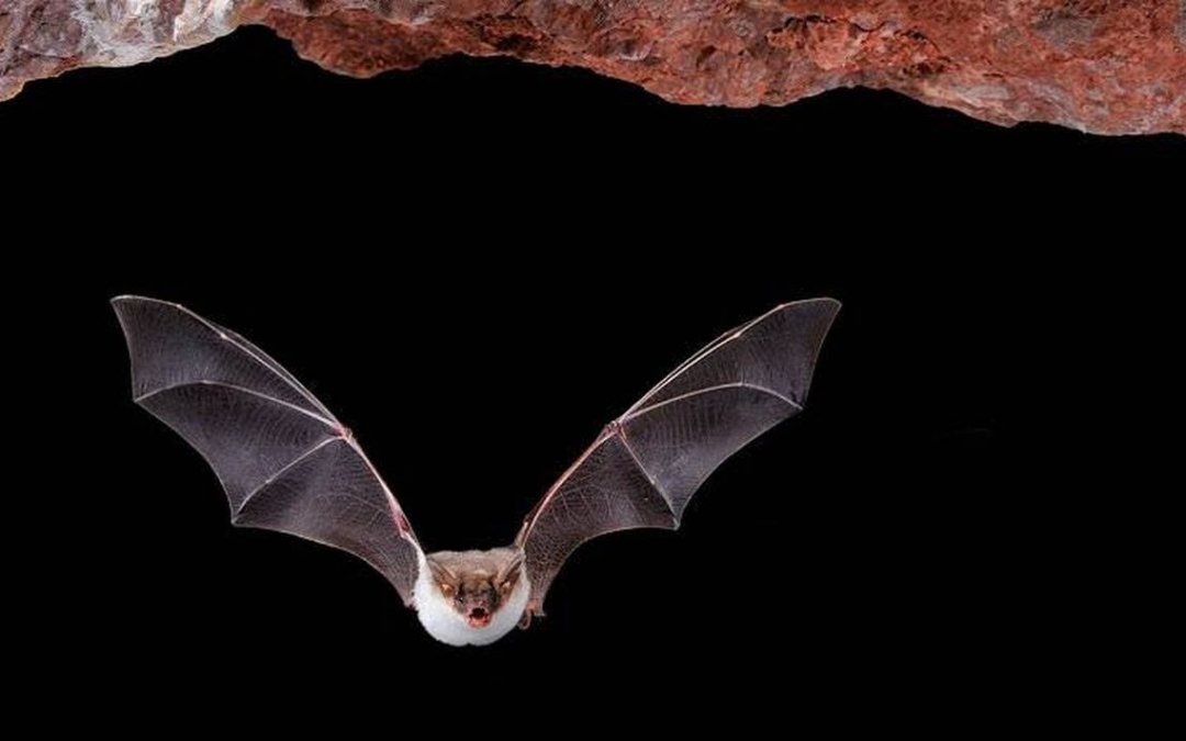 Monitoring of chiropterans in the exploitation phase