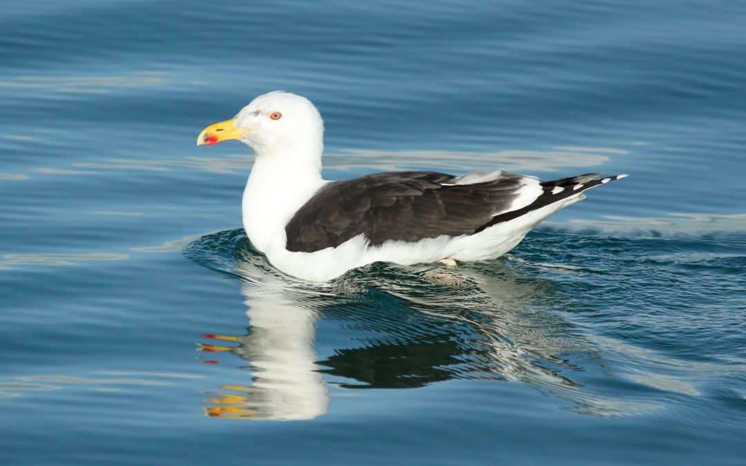 Great Black-backed Gull 1