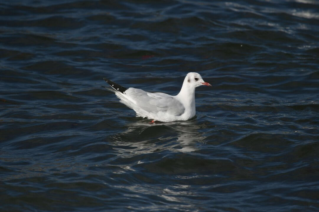 mouette-rieuse-1
