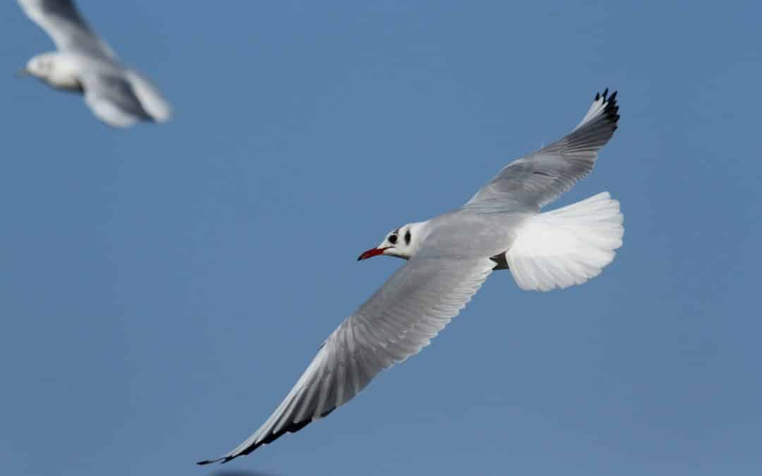 Mouette rieuse 3