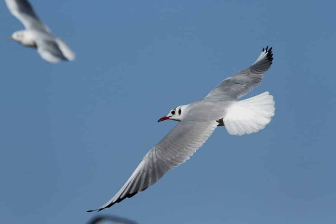 mouette-rieuse-3