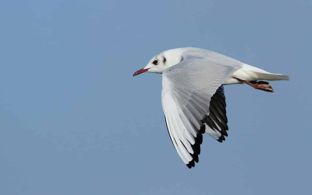Mouette rieuse 4