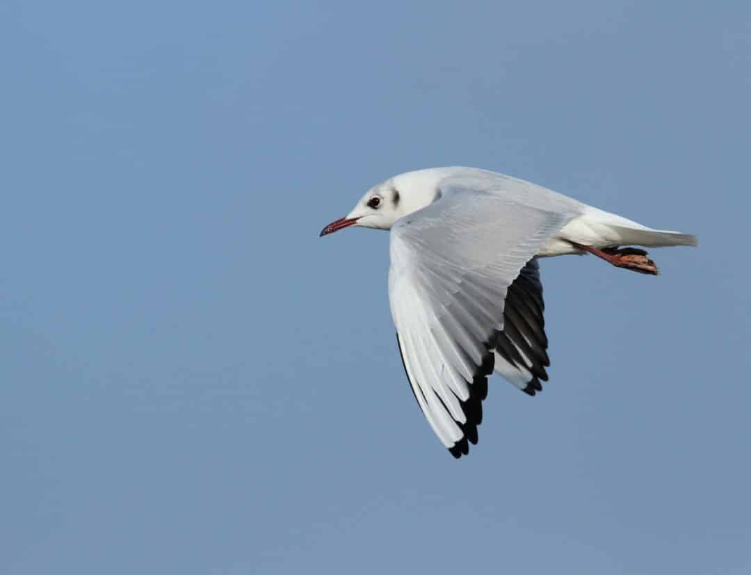 mouette-rieuse-4