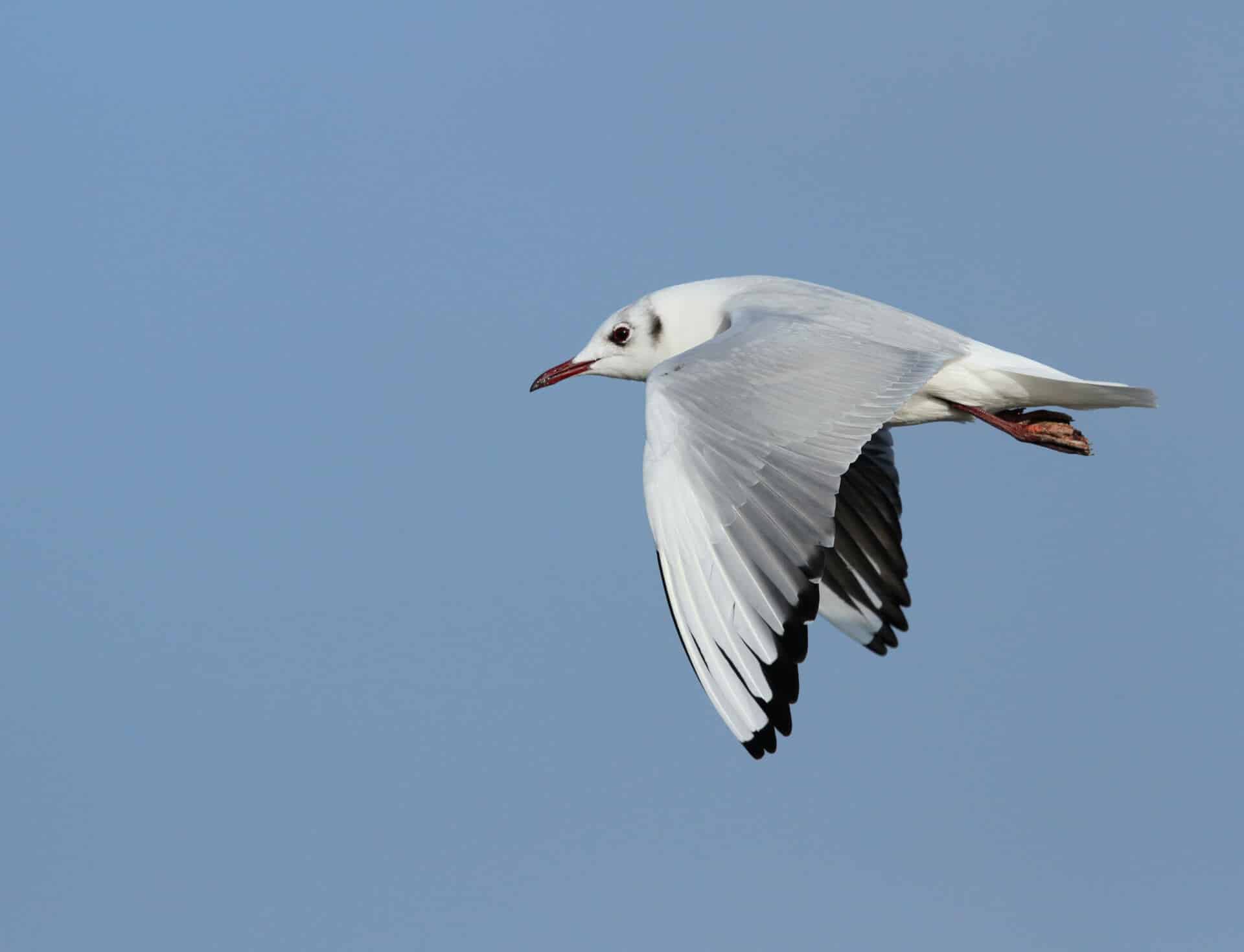Seagull 4