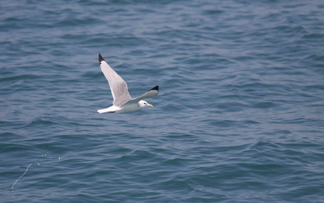 Mouette tridactyle 1
