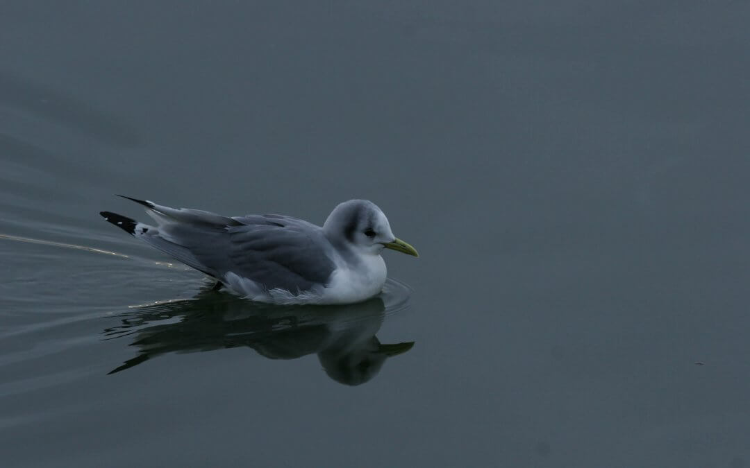 Mouette tridactyle 2