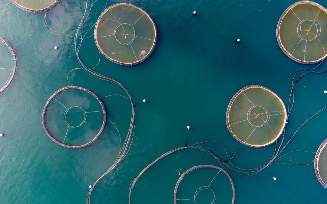 A sustainable and integrated aquaculture farm within the Saint-Brieuc offshore wind farm.